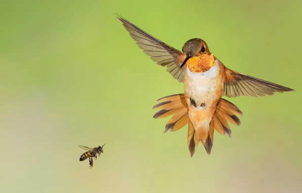 Picture bee, bird, wings, beak, Buffy Hummingbird