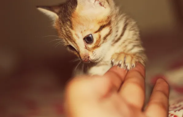 Picture hand, blur, muzzle, tabby kitten