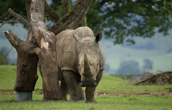 Picture nature, beauty, Rhino