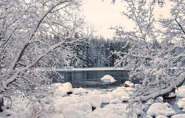 Winter, forest, water, snow, trees, landscape, nature, river