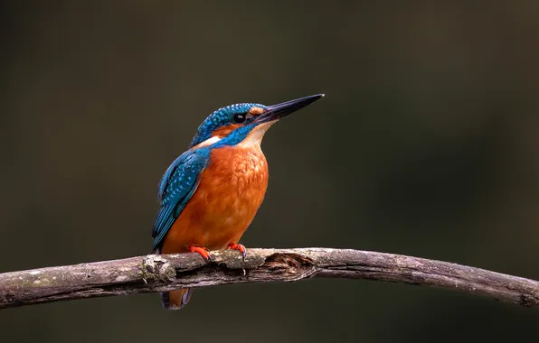 Picture bird, branch, Kingfisher