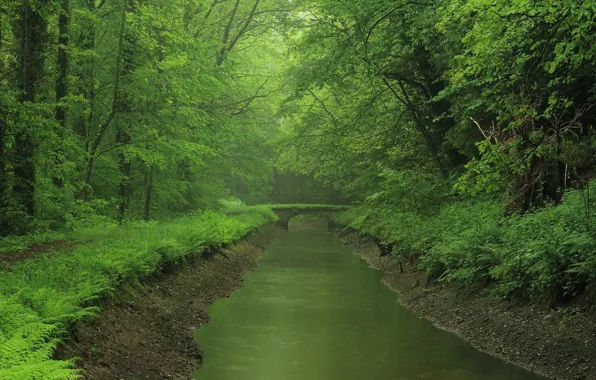 Forest, bridge, river