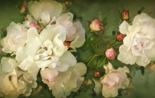 Picture flowers, roses, white, buds