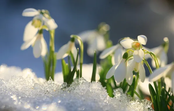 Ice, light, snow, flowers, spring, snowdrops, white, bokeh