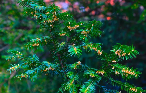 Green, spring, twig