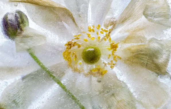Ice, macro, petals, anemone