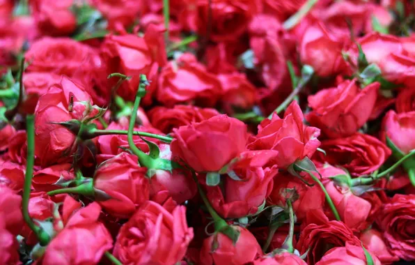 Macro, flowers, roses