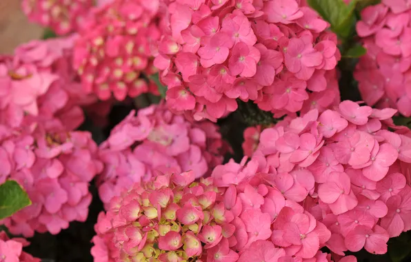 Macro, hydrangea, inflorescence