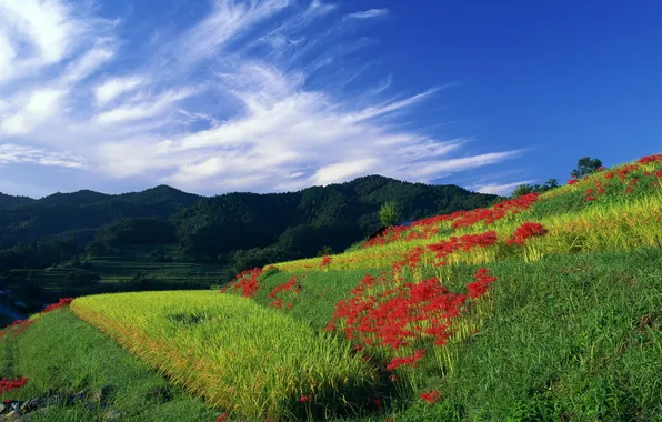 Picture the sky, grass, flowers, nature, hills