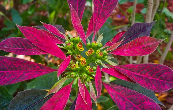 Leaves, nature, plant, color