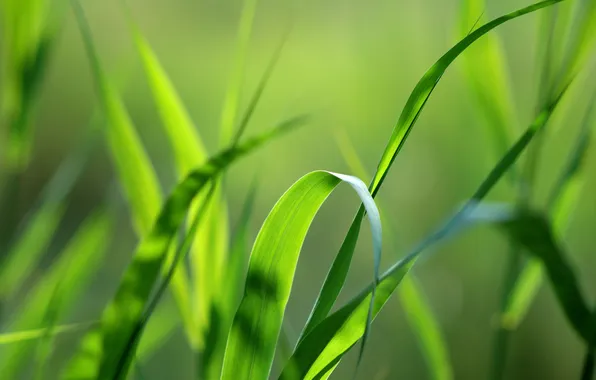 Greens, grass, macro