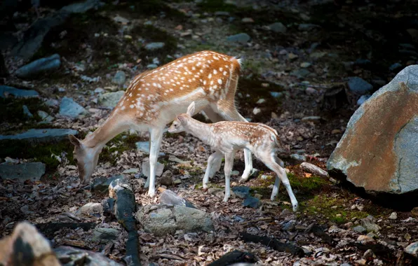 Picture nature, deer, Bambi with mom