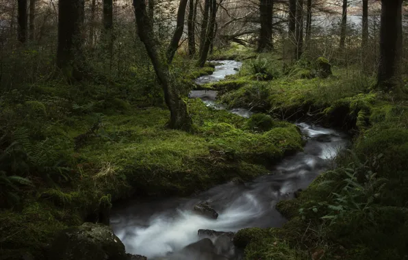 Picture forest, running Creek, flowing stream