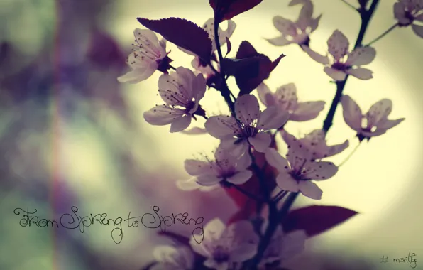 Picture macro, flowers, the inscription, spring, cherry or plum, from spring to spring