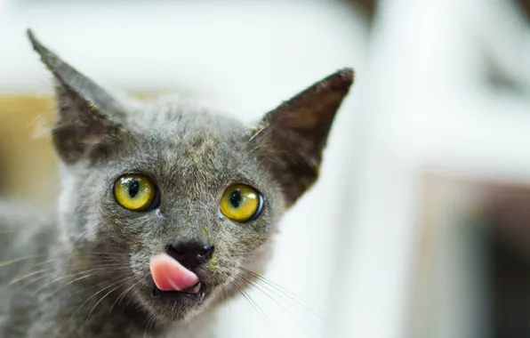 Cat, look, background