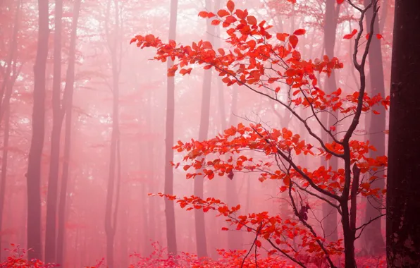 Picture autumn, forest, leaves, trees