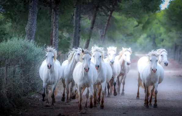 Road, nature, Park, horses, horse, white, the herd, horses