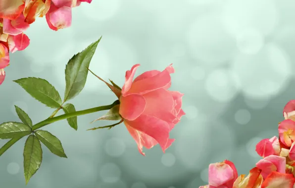 Tenderness, rose, beauty, glamour, petals