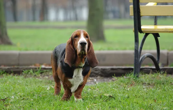 Picture grass, dog, Bassett, walk