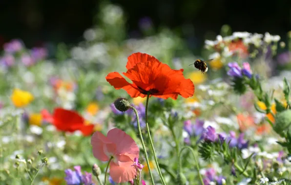 Flower, summer, flowers, glade, Mac, Maki, meadow, red