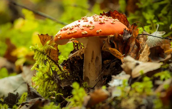 Autumn, nature, mushroom