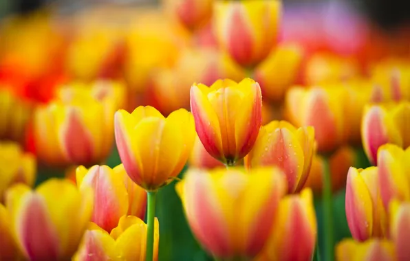 Flowers, nature, spring, petals, tulips, buds, flowering