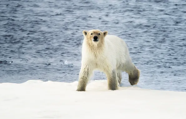 Winter, snow, nature, pose, bear, bear, polar bear, polar