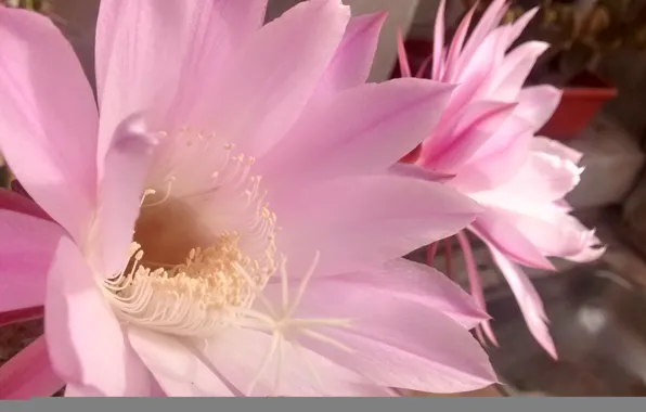 Flowers, cactus, flowers, cactus, flores