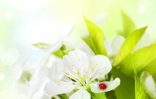 Picture flower, ladybug, petals, insect