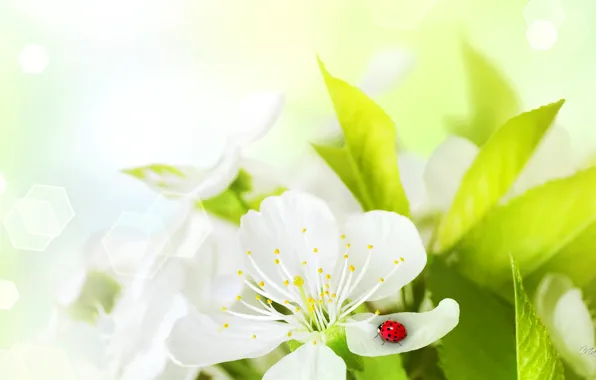 Flower, ladybug, petals, insect