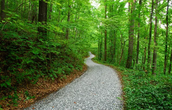 Road, forest, nature, Park