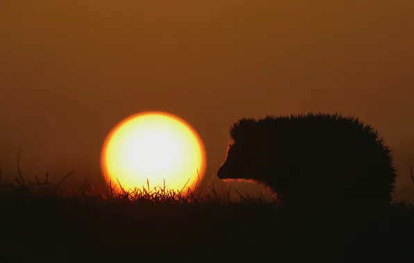 The sky, grass, the sun, light, sunset, glade, silhouette, hedgehog