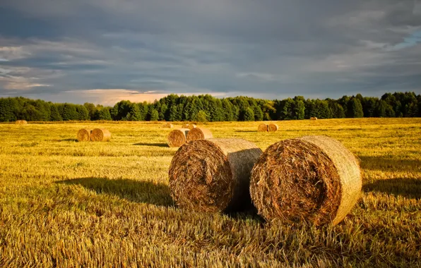 Straw, summer, nature, Belarus, strict sena