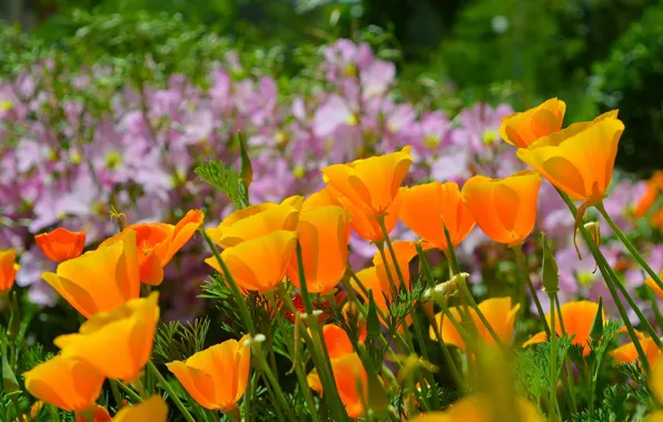 Nature, Spring, Nature, Spring, Escholzia, California poppy