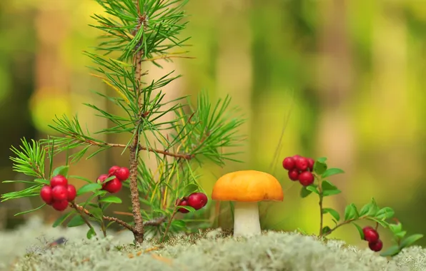 Picture macro, nature, berries, mushroom, moss, branch, pine