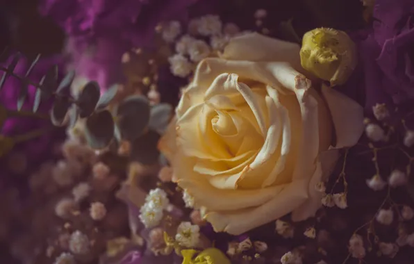 Flowers, rose, bouquet, white, yellow, gypsophila