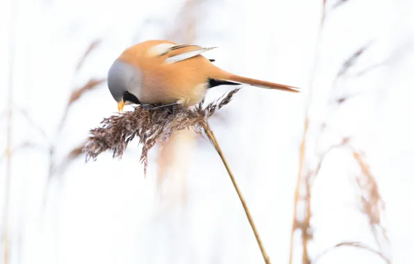 Picture bird, plant, tail, tit whiskered