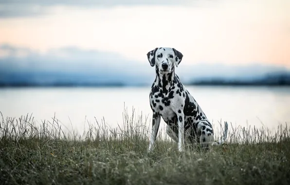 Grass, look, nature, shore, dog, Dalmatians, sitting, pond