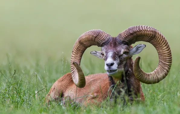 Grass, Bayern, horns, handsome, European, reserve, mouflon, The POI