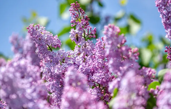 The sky, flowers, branches, bee, spring, insect, flowering, lilac