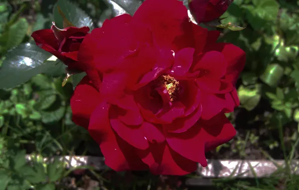 Flowers, rose, roses, red rose, flowers, flowerbed, red roses, rose red