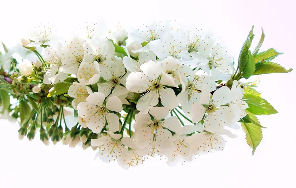 White, flower, cherry, branch, spring, petals, stamens, flowering