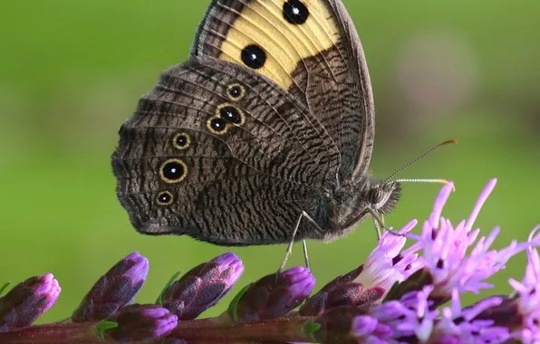 Macro, wings, Butterfly, beautiful, flowers, flowering, closeup