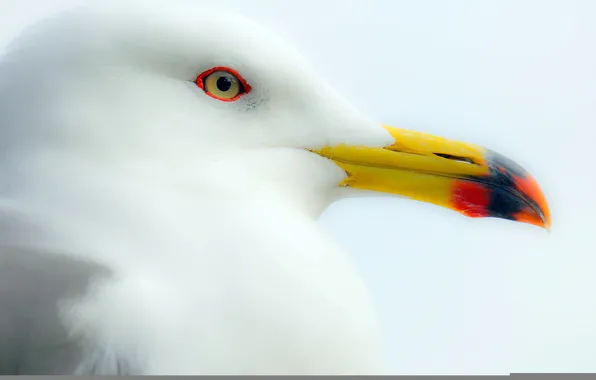 Picture background, bird, Seagull, beak