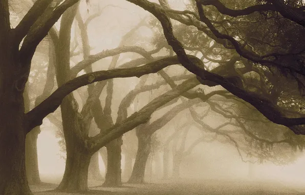 Trees, fog, Trees in the fog