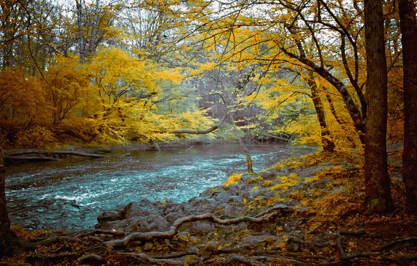 Picture autumn, forest, trees, roots, river