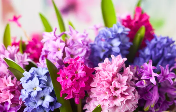 Flowers, flowers, hyacinths, hyacinths