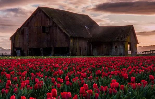 Picture flowers, house, tulips