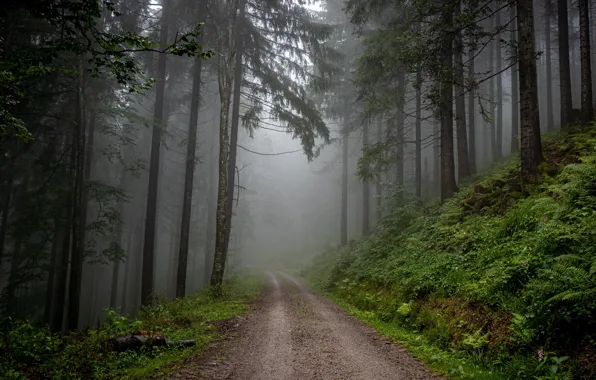 Nature, Road, Fog, Grass, Trees, Forest, Leaves, Branches