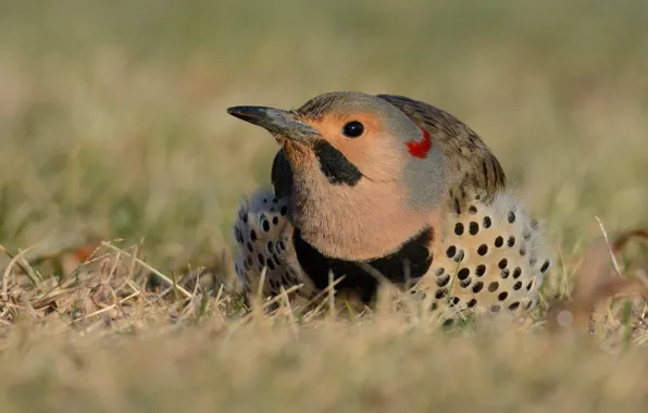 Grass, nature, background, bird, woodpecker, sitting, tail, motley